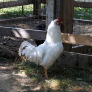 White Boy- our rooster