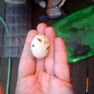 One of the first eggs of the season!